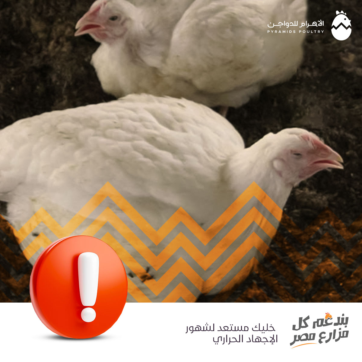 الاهرام للدواجن - Pyramids Poultry | Giza