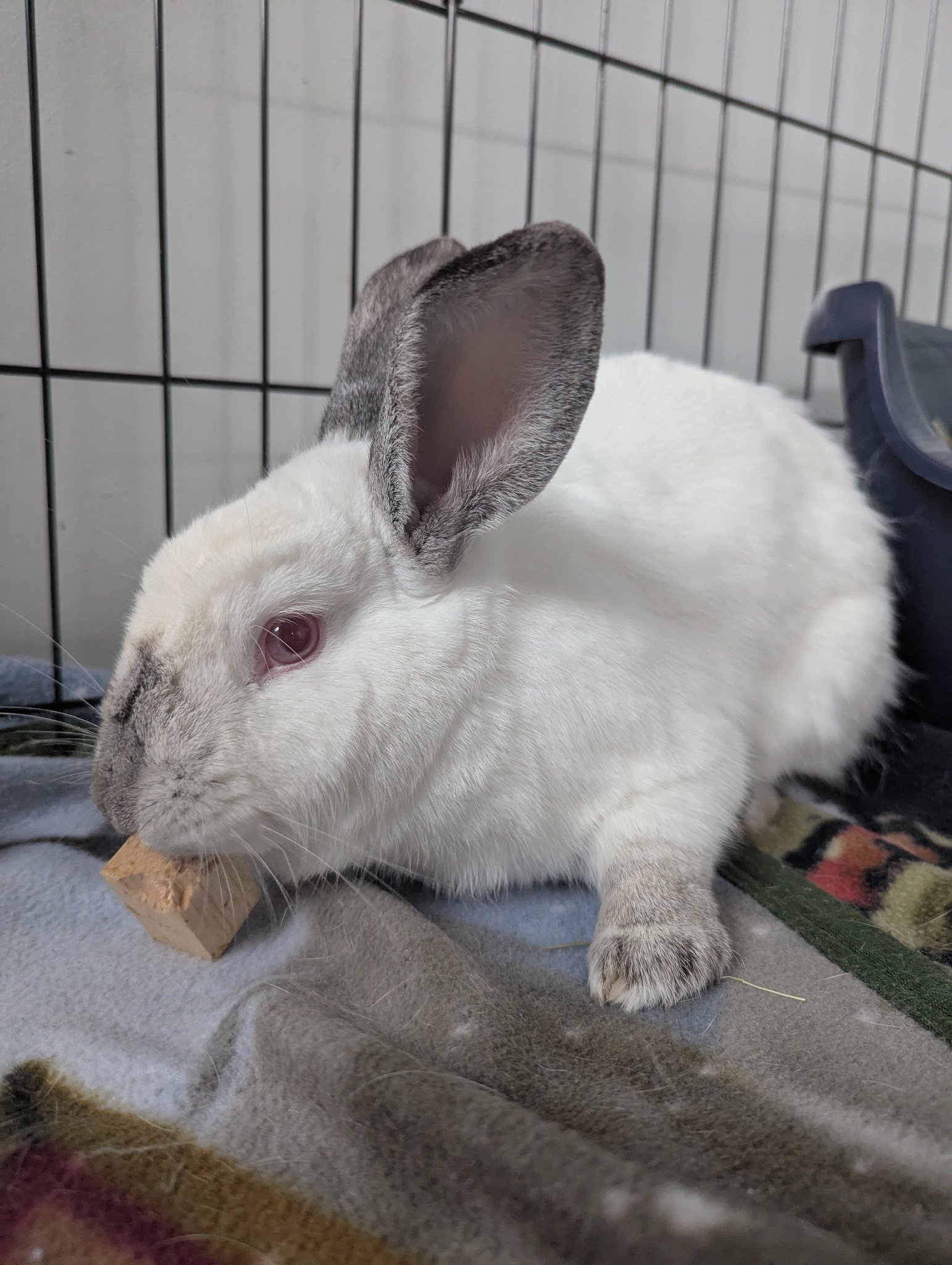 Snickerdoodles' Rabbit Rescue & Pet Loss Support