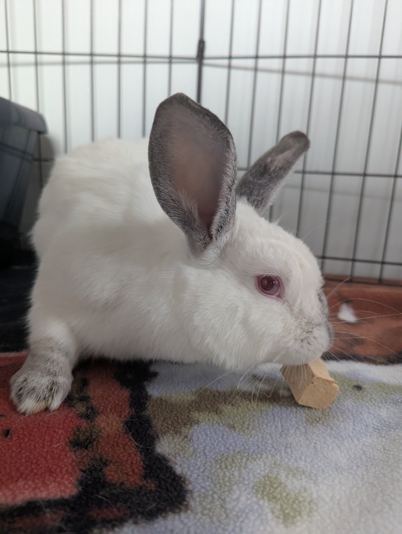 Snickerdoodles' Rabbit Rescue & Pet Loss Support
