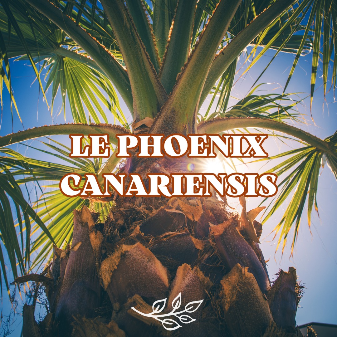 Pépine Latresne - 🌴☀️ LE PHOENIX CANARIENSIS ☀️🌴...