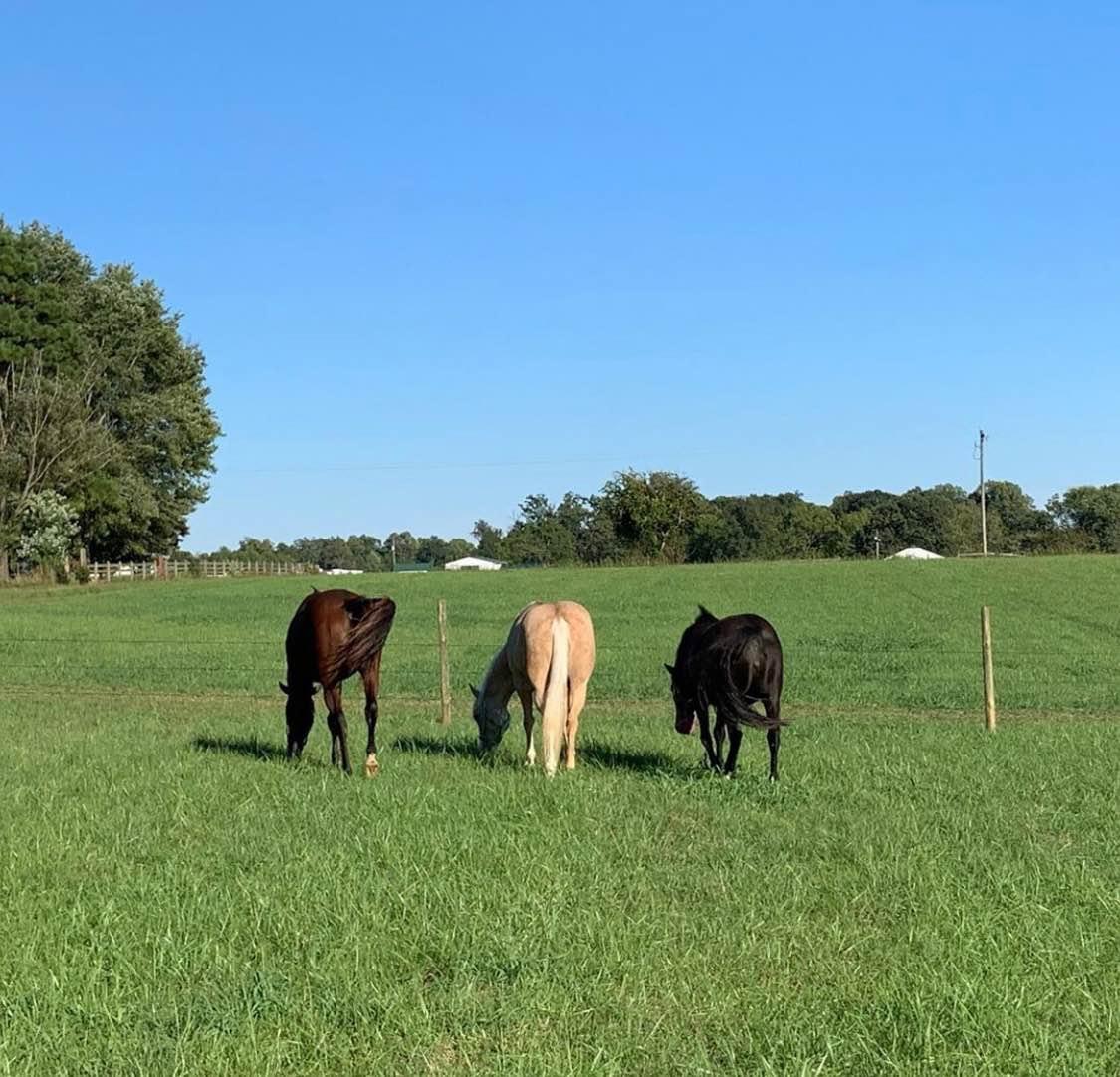 Farm For Rent, 10 stall Barn. Powhatan VA - Property Rentals - Powhatan ...