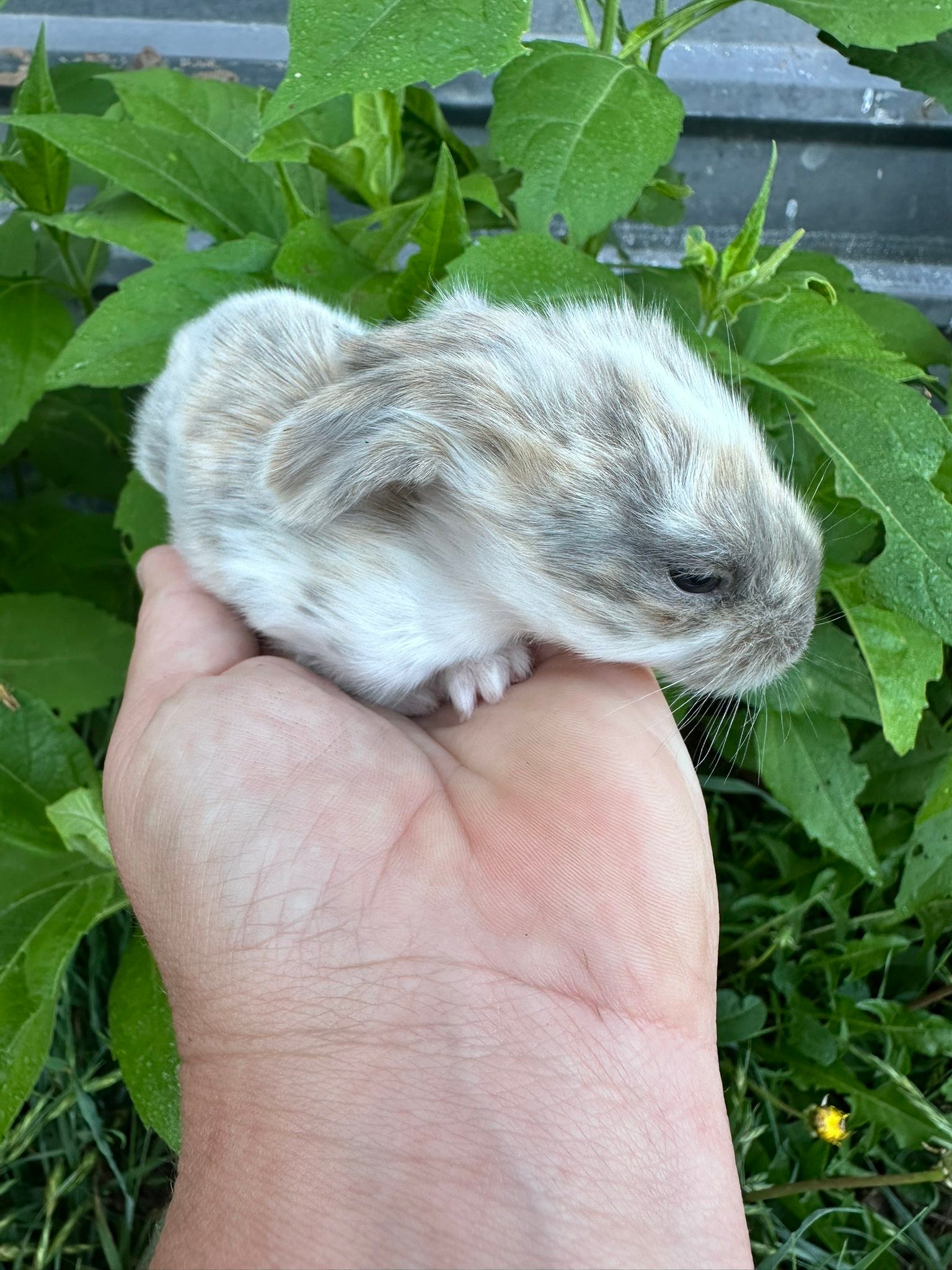 Hoppin’ T Rabbitry | Happy TX