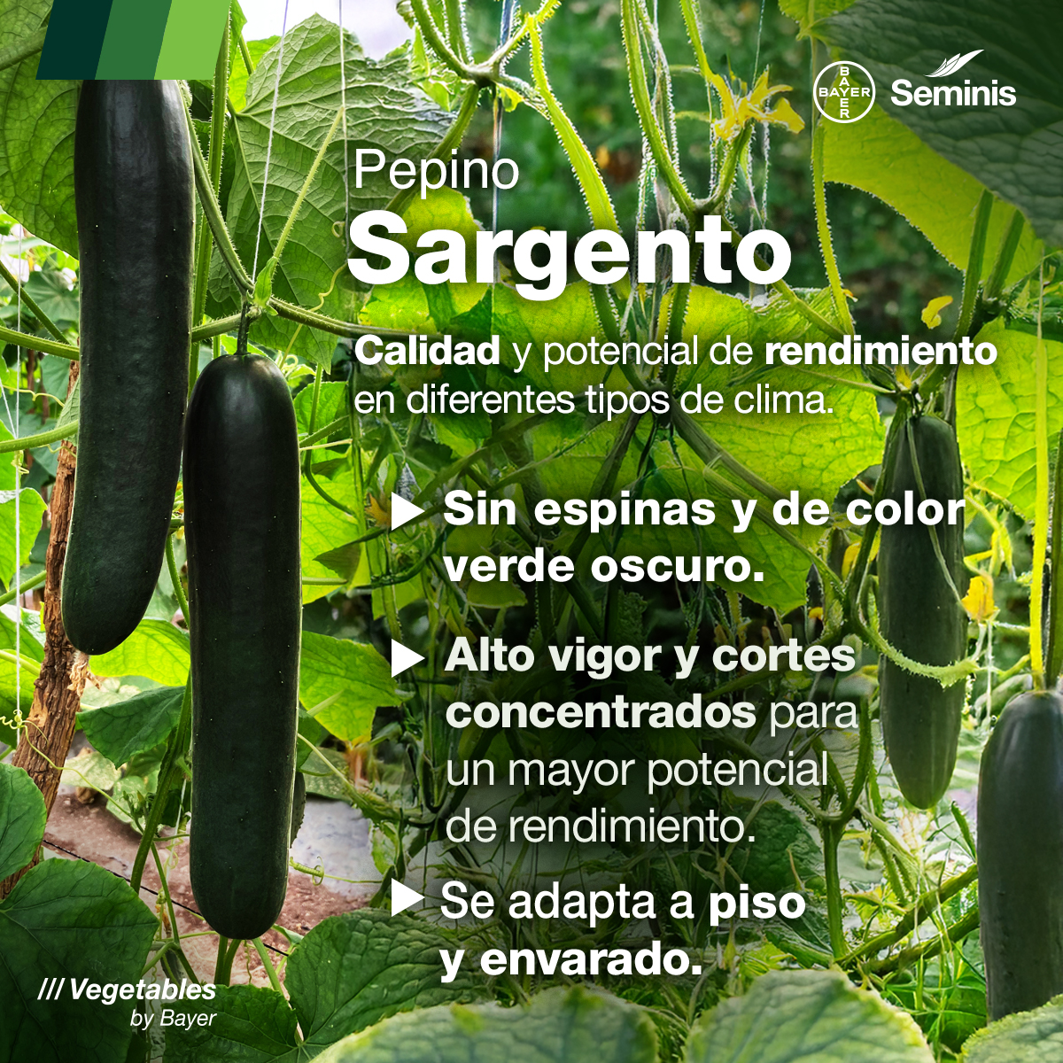 Seminis México - Seminis México added a new photo.