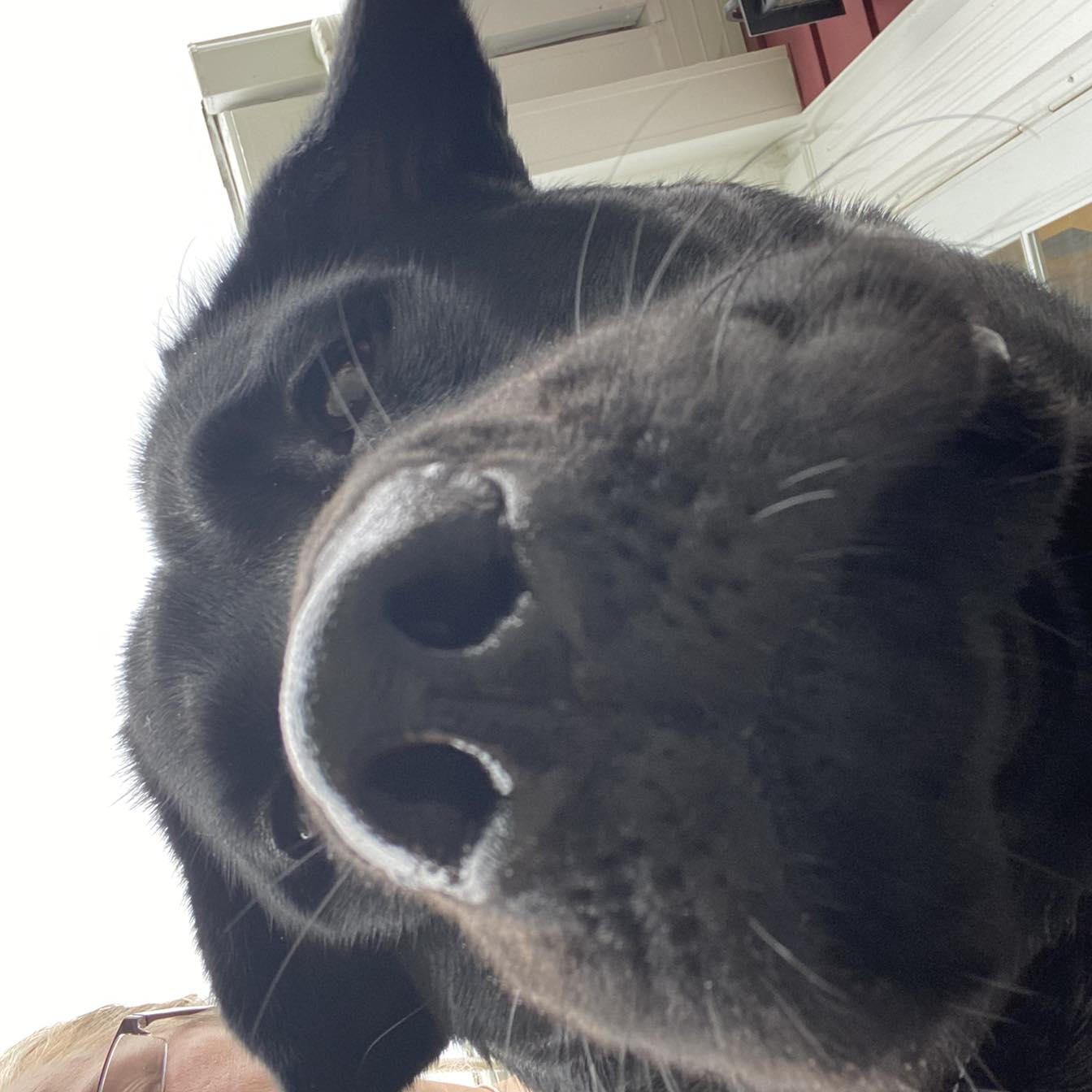 LABRADOR LOVERS | Does anybody know a good lawyer | Facebook