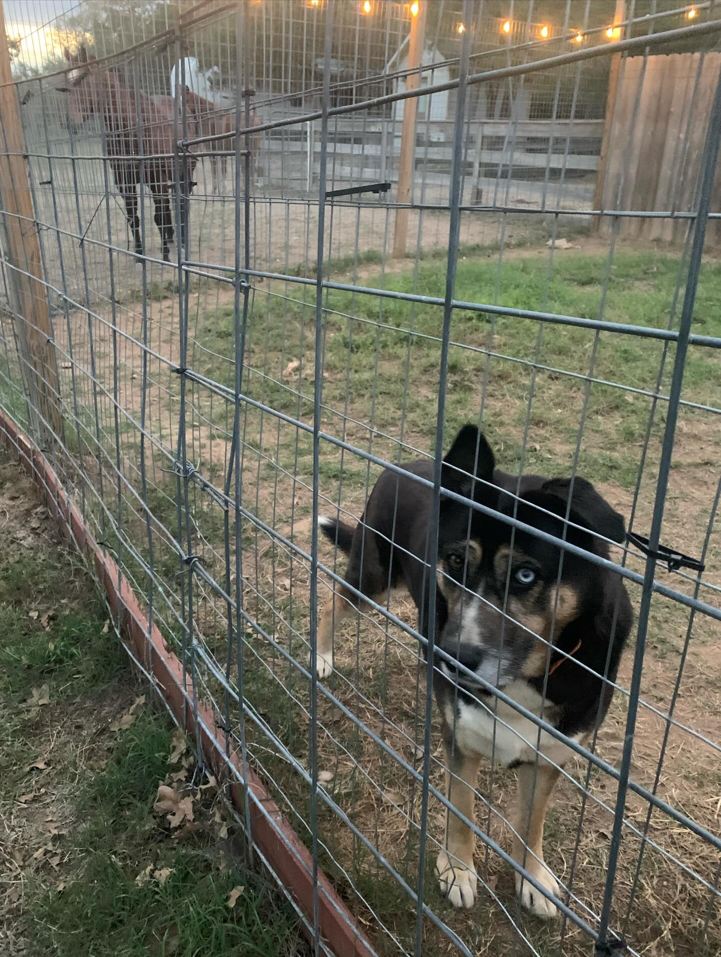 Utopia Dog Haven LLC | Cedar Creek TX