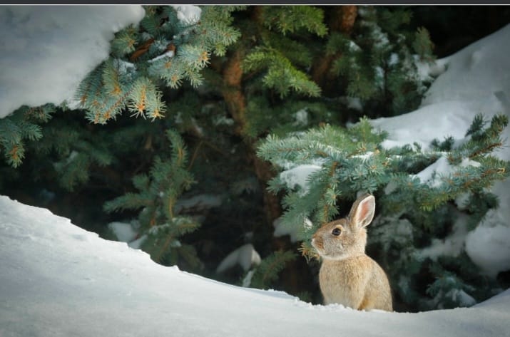 Blue Mountains Rabbit Club