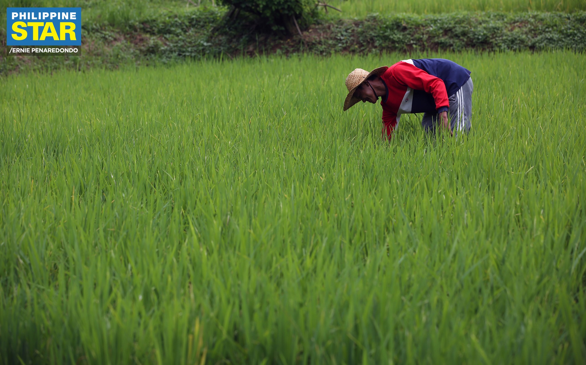 Philippine - Farm workers check on their crops, spray organic ...
