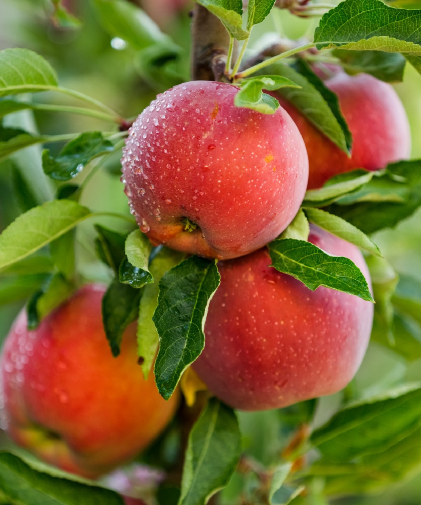 GreenThumb - 🍓🍊 Best Times to Plant Your Fruit Trees and Bushes 🍎🍇 1️⃣ ...