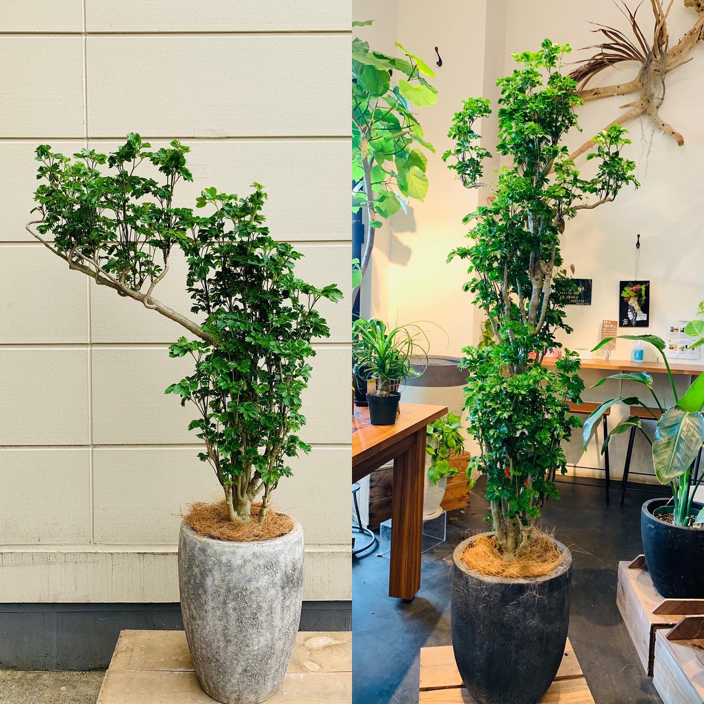 Seagarden ポリシャスバタフライ 入荷しました 個性的な樹形とまっすぐ素直な樹形 Facebook