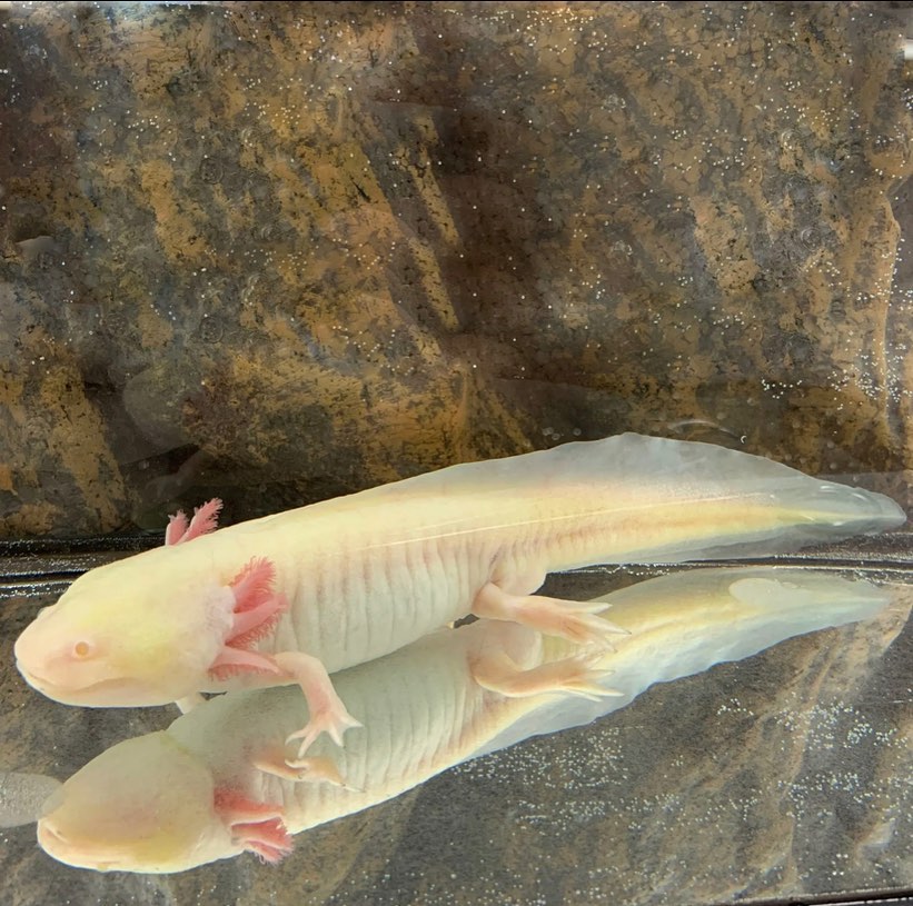 Axolotllover Explore Facebook