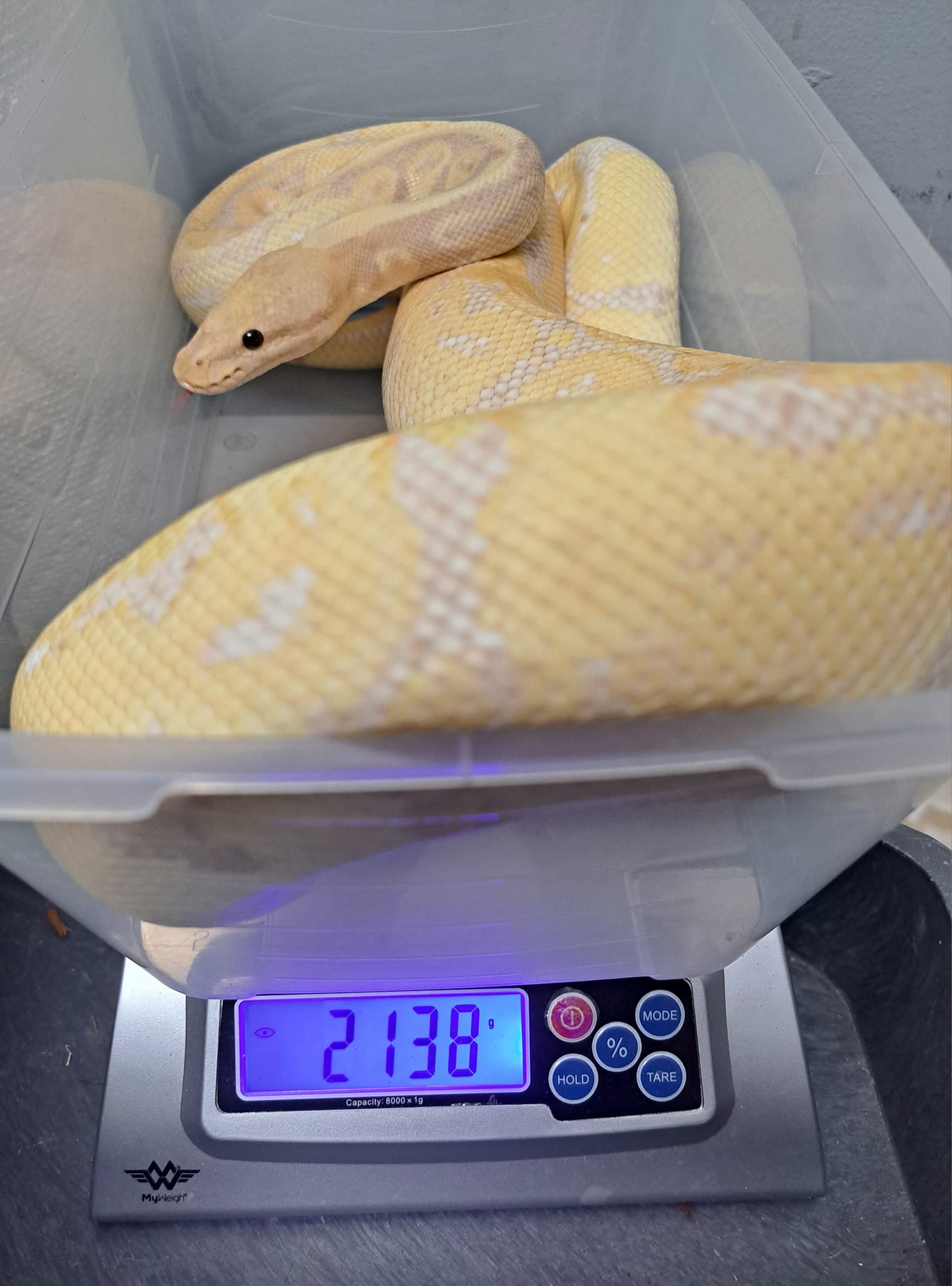 Madd Ball Pythons