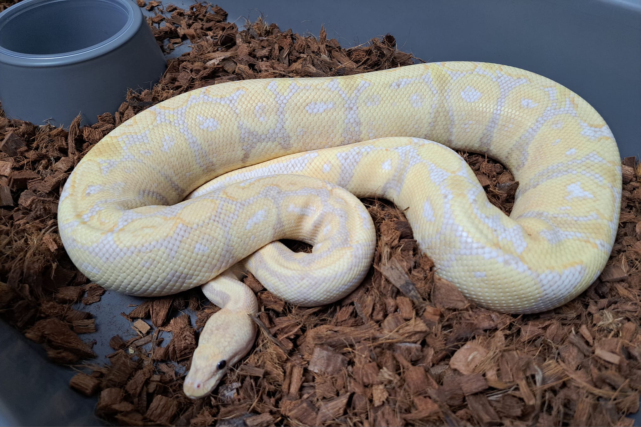 Madd Ball Pythons