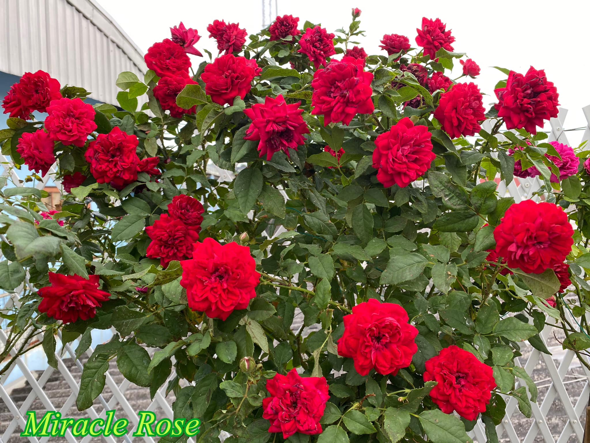 Miracle Rose