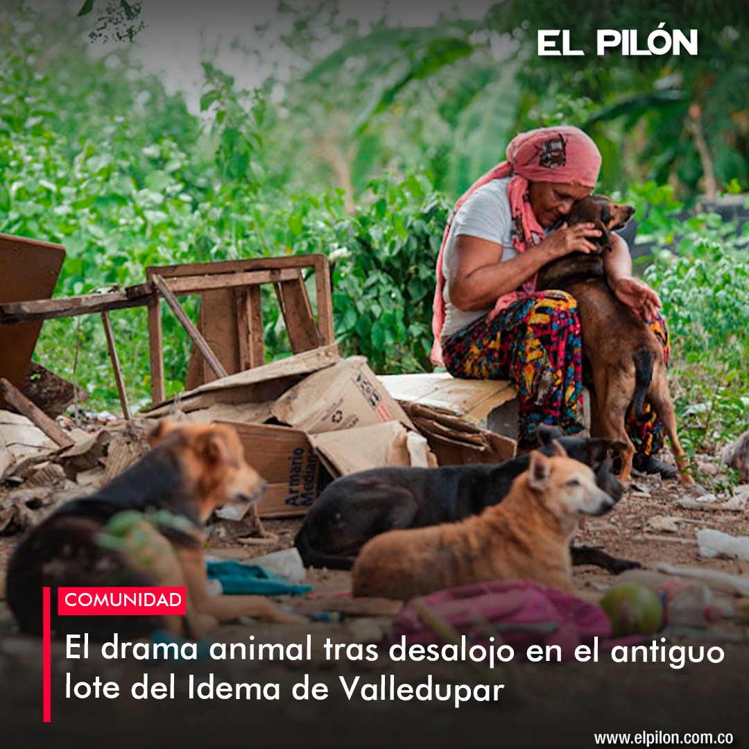 EL - #Ambiente 🐶 Desalojo deja decenas de animales heridos y sin ...