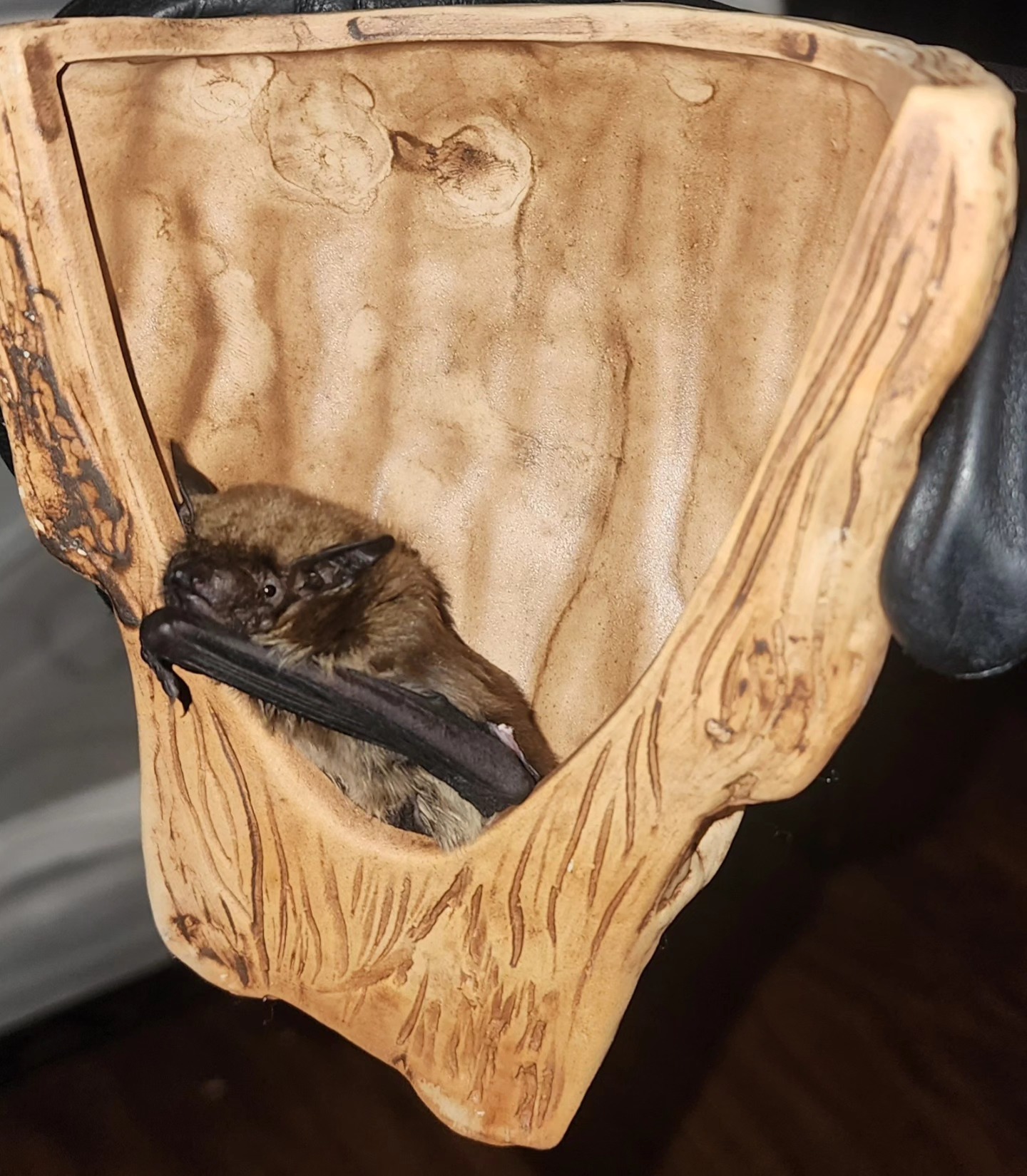 Arizona Bat Rescue | Mesa AZ