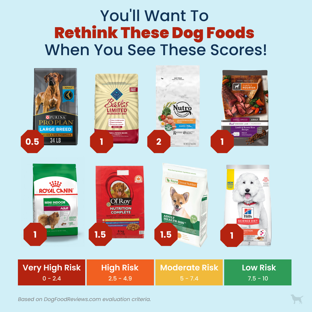 Affordable Good Dog Food: Top Picks for Healthy, Happy Pets