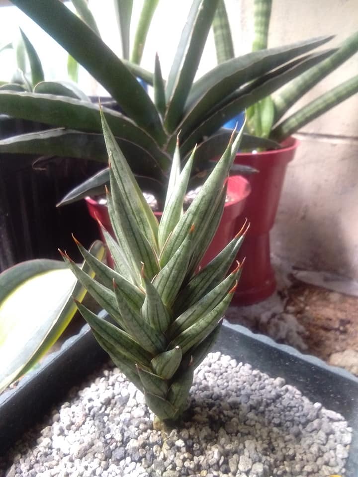 Good Evening 😆 Sansevieria Silver dragon V.