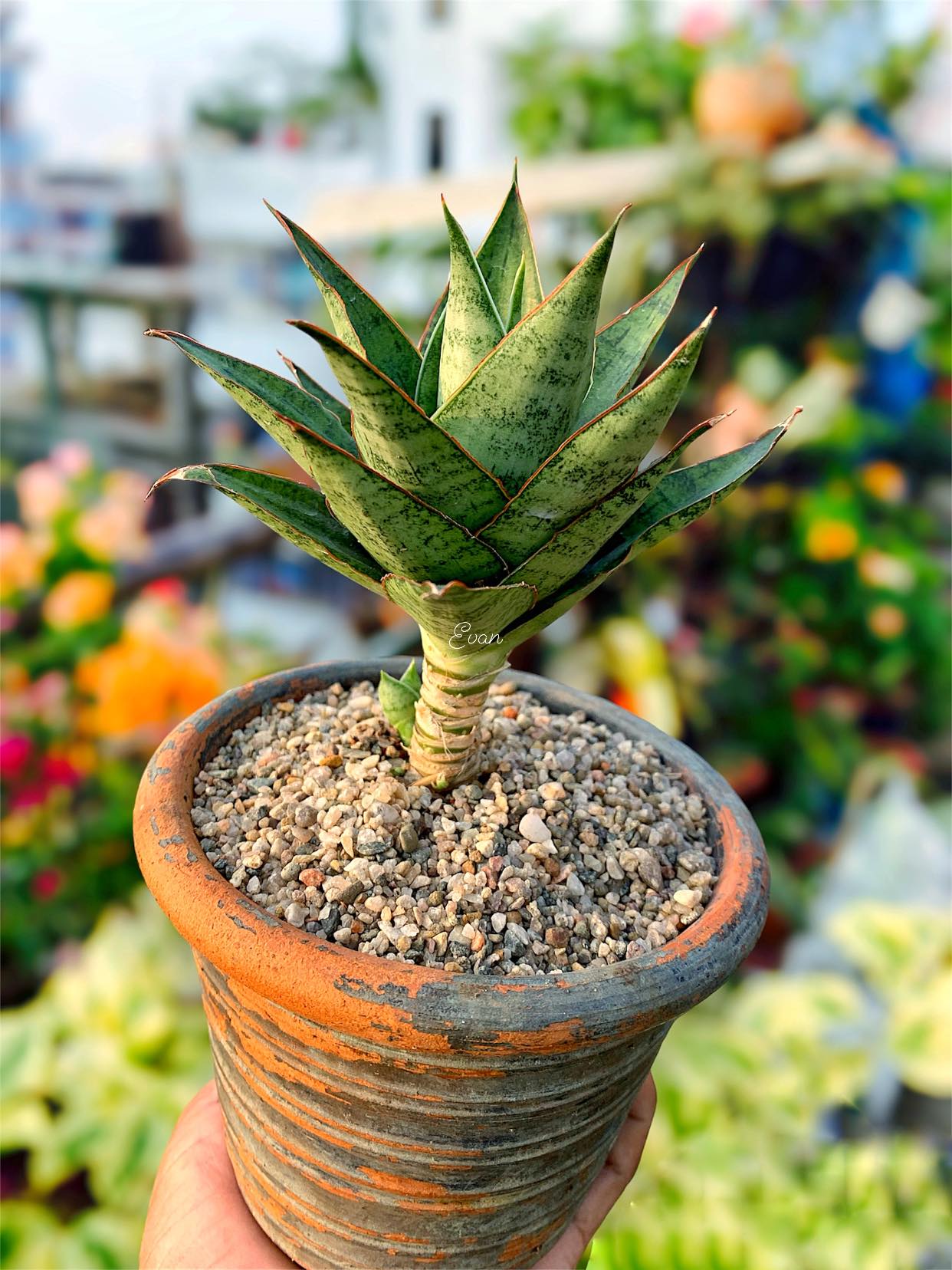 Sansevieria Himalayan,Pattaya,Buntheing,Asancaya and Rock man