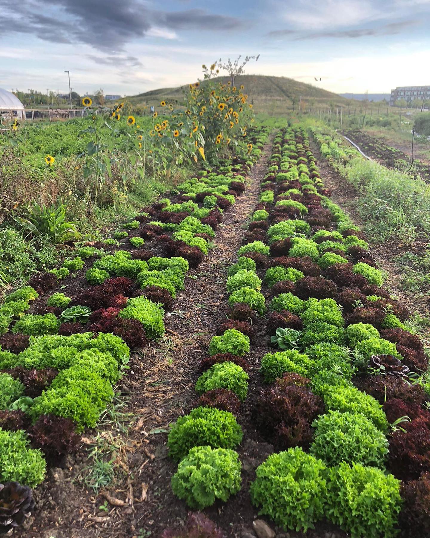 Fresh - Remember that new planting method we’re trialling? We also used ...