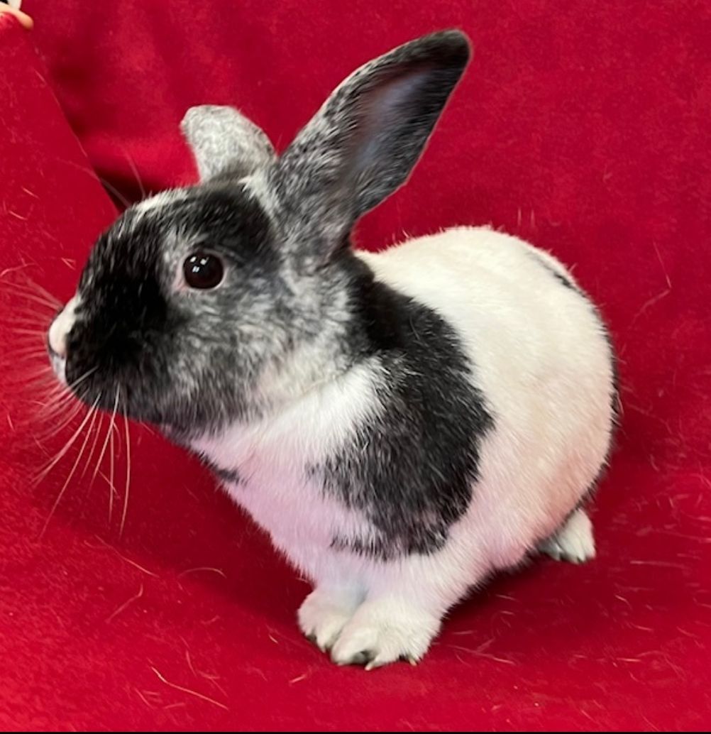EARS-Erie - This sweet girl is Gemma. She was born at E.A.R.S in July ...