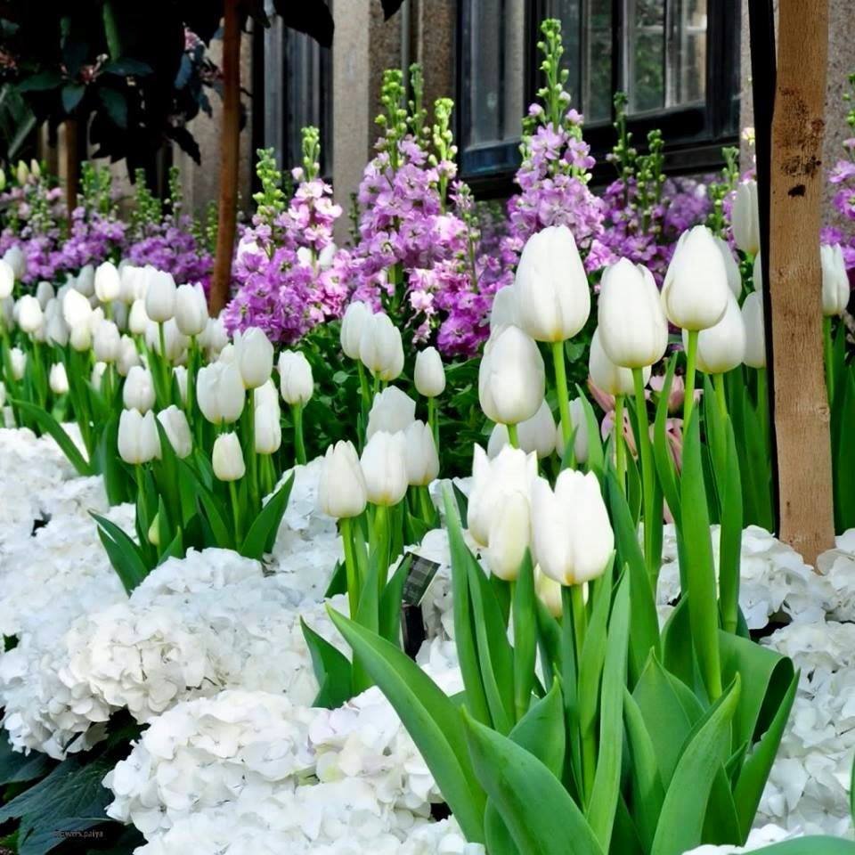 cvije-cvije-e-flowers-ivotinje-animals-priroda-nature