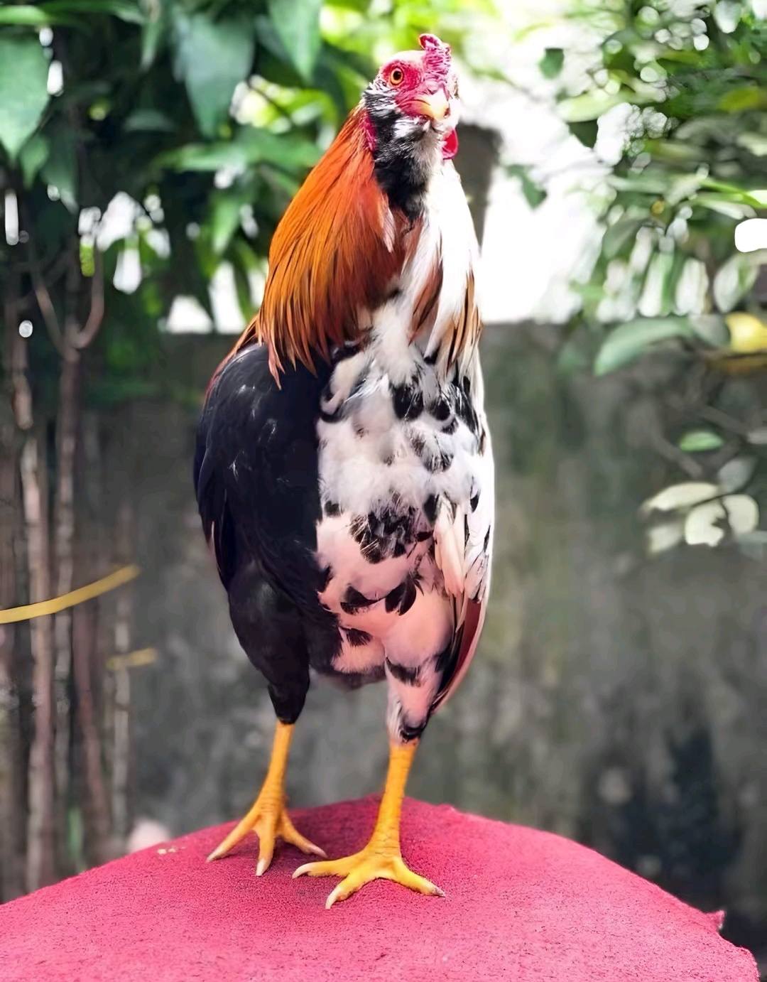 آش غف
