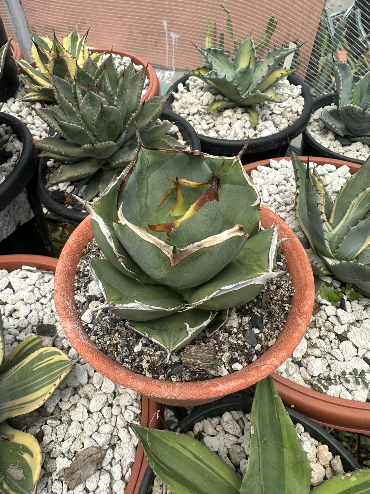 Agave titanota Juggernaut Black spine www.raresucculent.com
