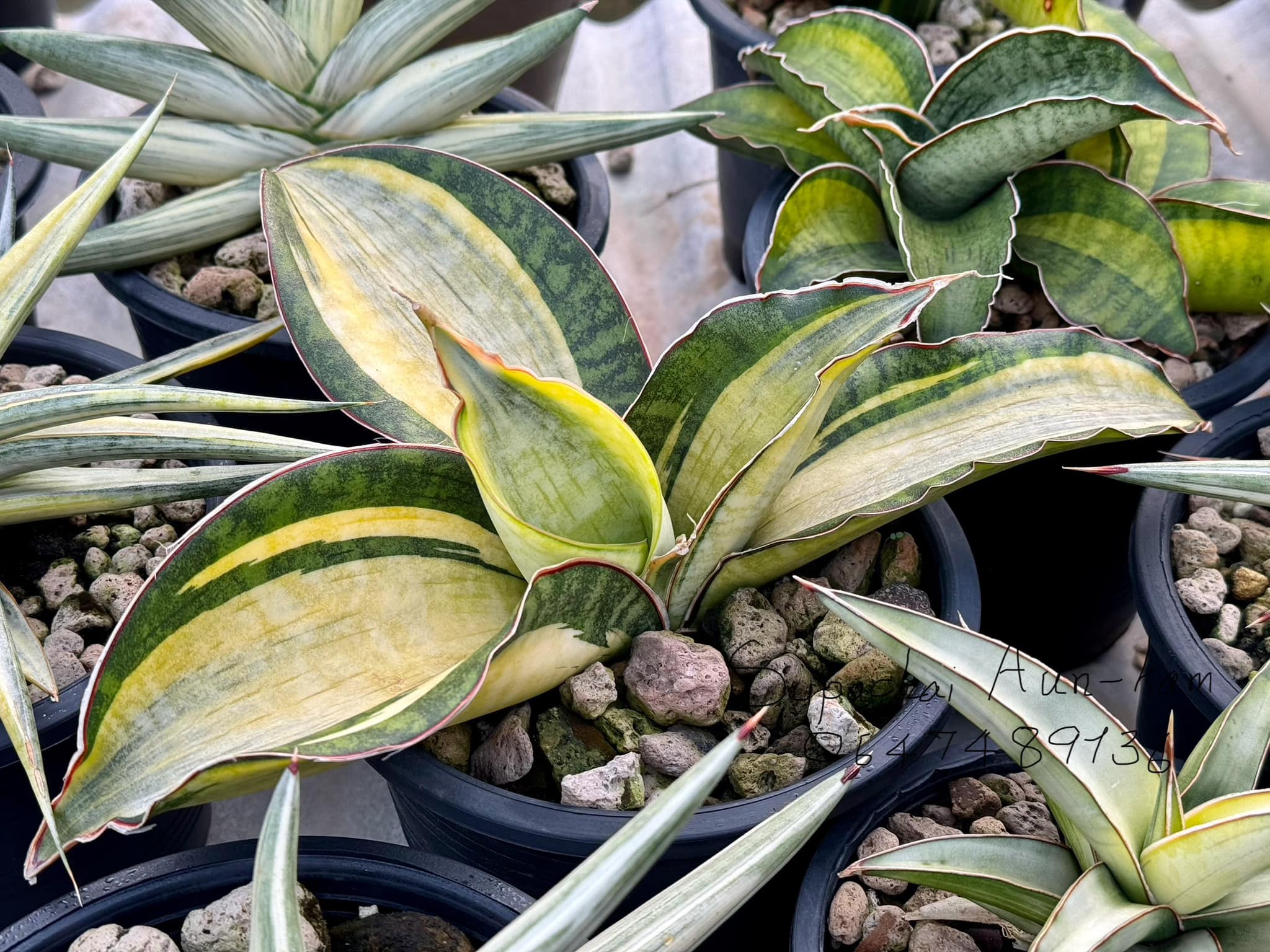 その他観葉植物 Sansevieria Mafinga ES849 White Var Sansevieria Mafinga ES849 White Var