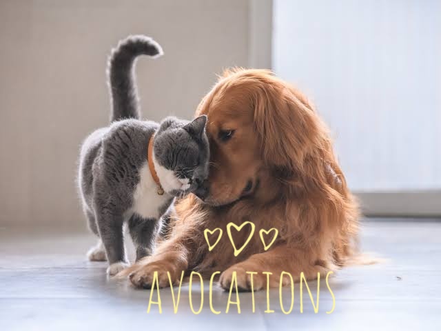 Avocation's