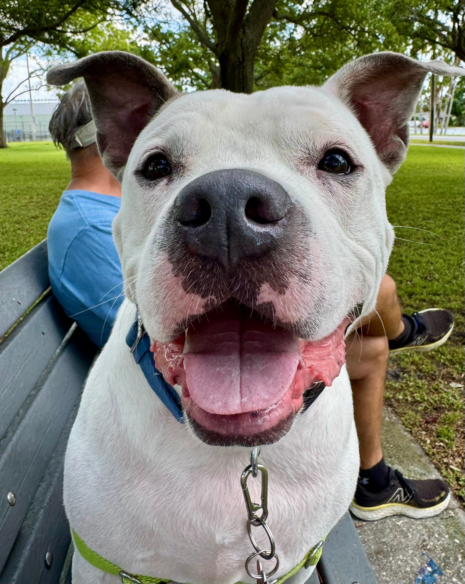 Safe Paws Rescue | Saint Petersburg FL