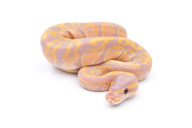 Ball Python Care