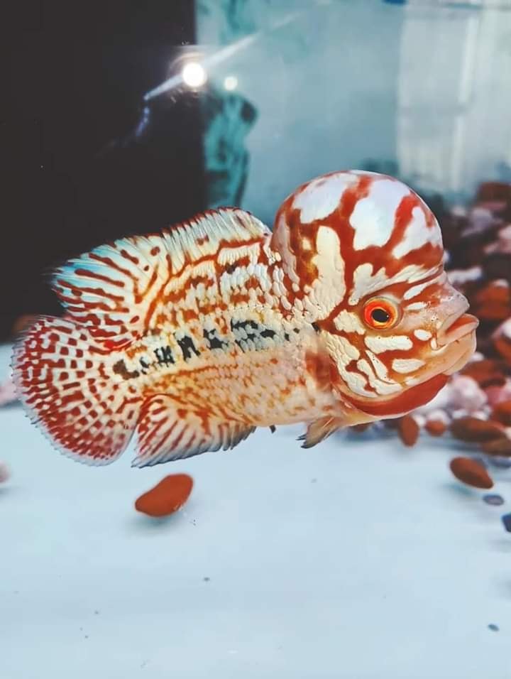 FLOWERHORN CEBU TAMBAYAN/ UPDATES | Facebook
