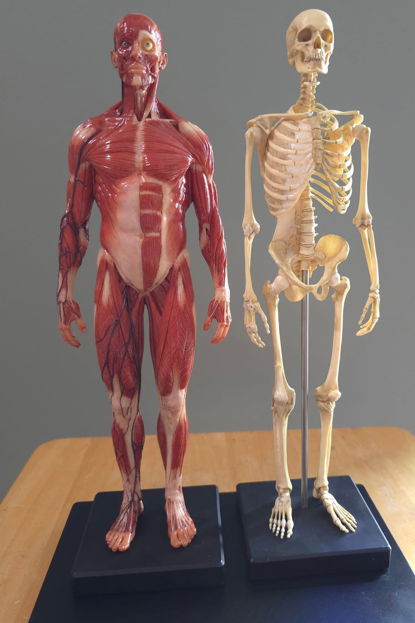 These Anatomy Tools models are just amazing.
