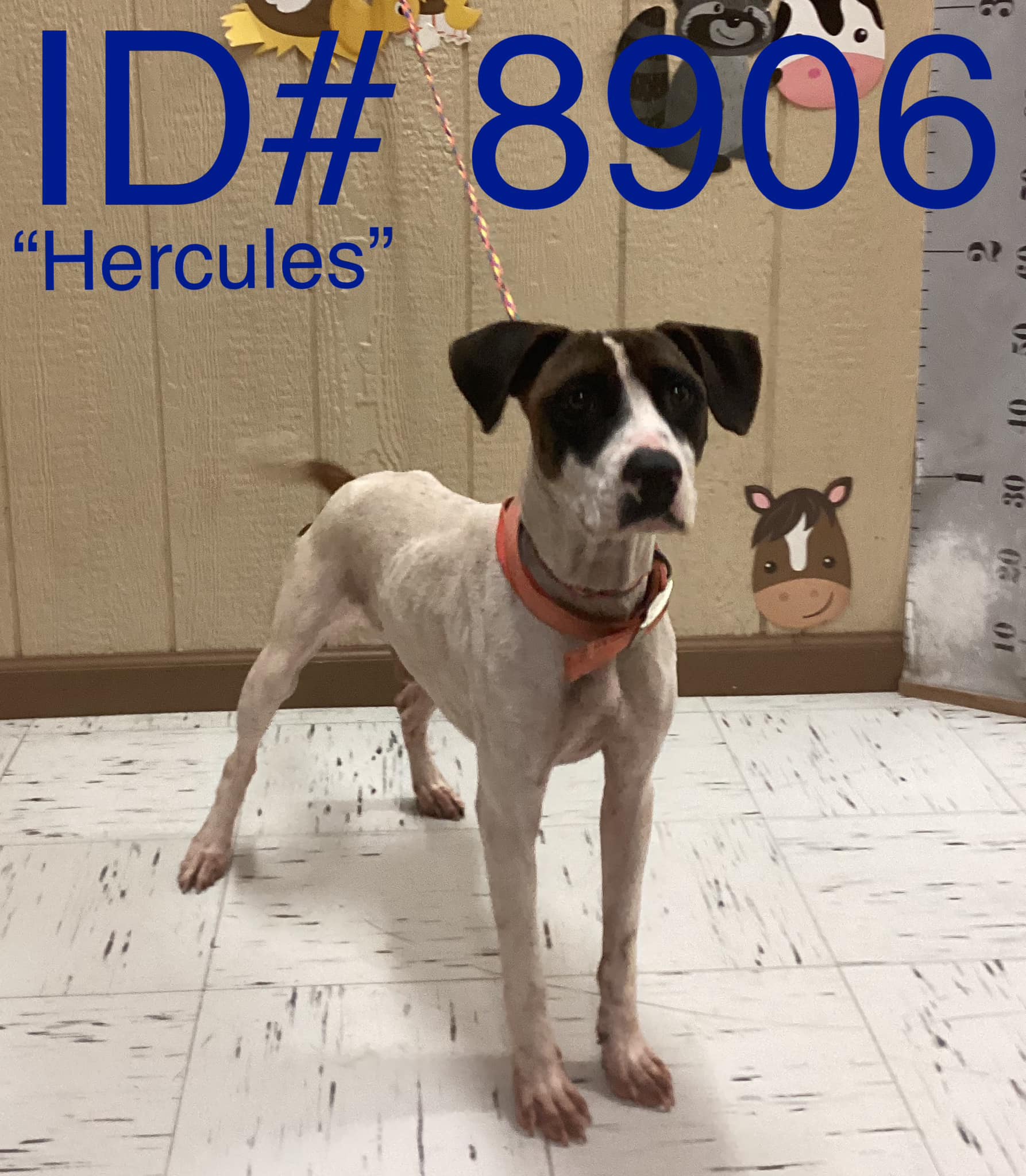 Kerr - Rescue Adopted 10-5-23 Hercules has been adopted by a rescue and ...