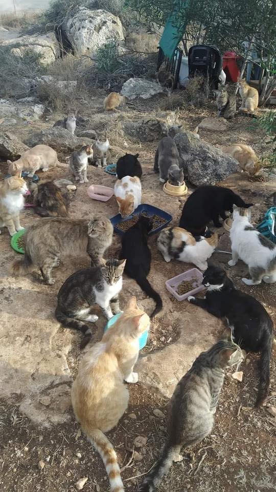 Voice for Cyprus Cats | Facebook