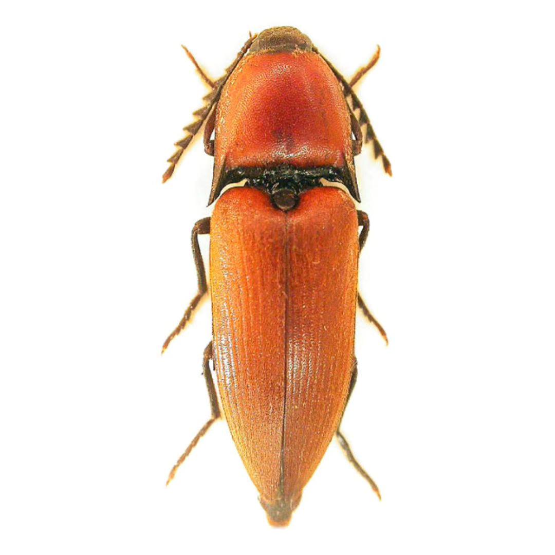 aboutpest - #Elateridae #Insect Common name: click... | Facebook