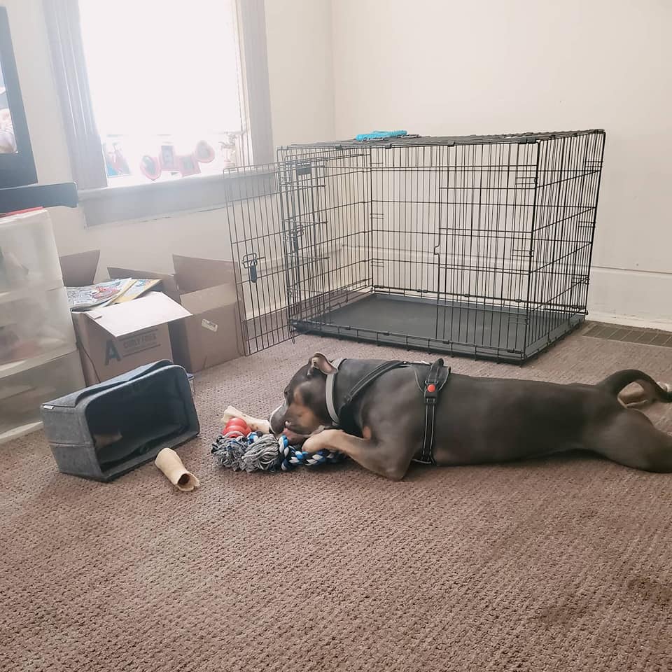 Reece The TriColor Pit