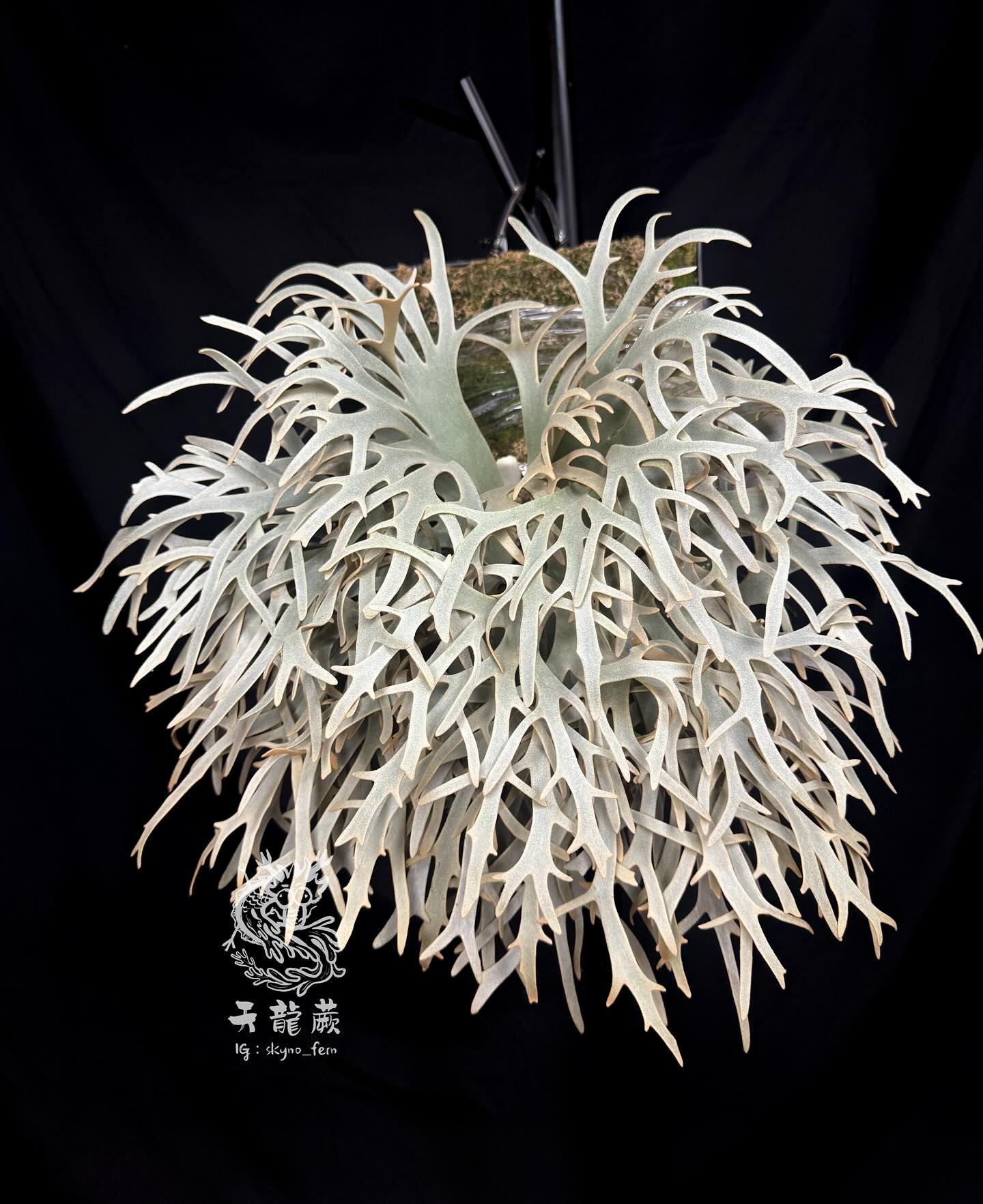 P. willinckii Watchara Dwarf 侏儒哇洽拉Watchara always brings