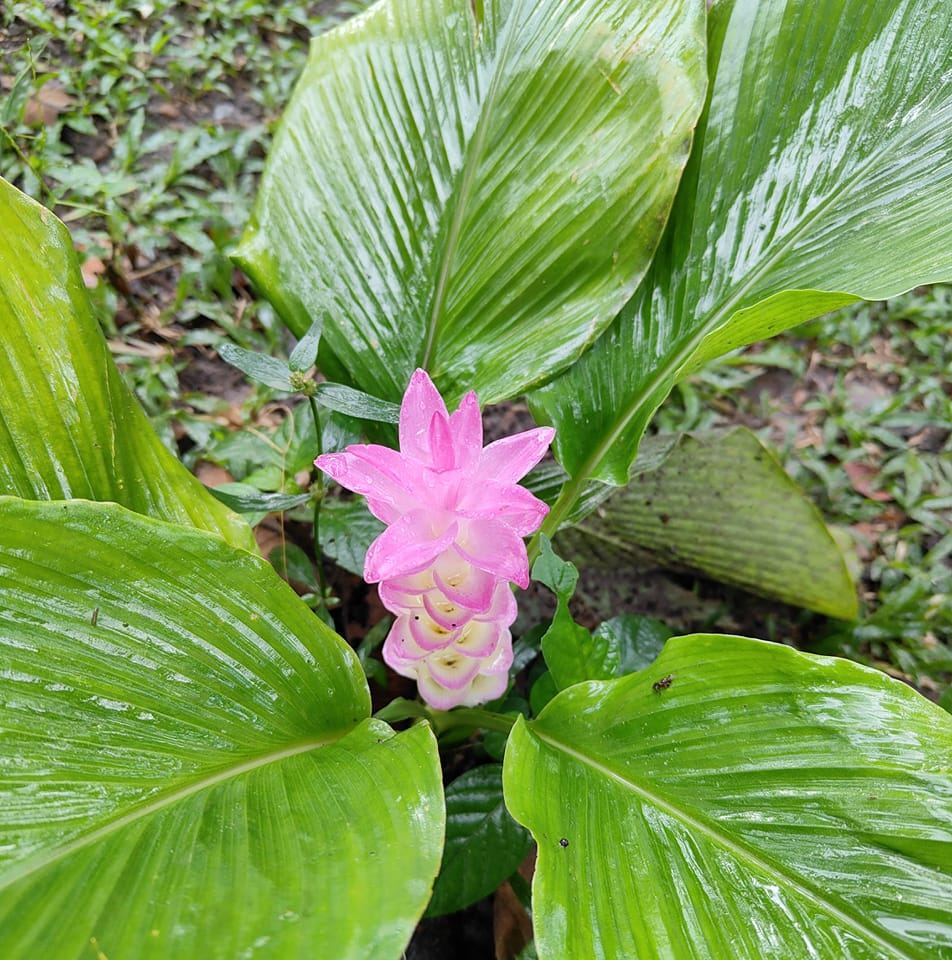 Boonlua Sukjit