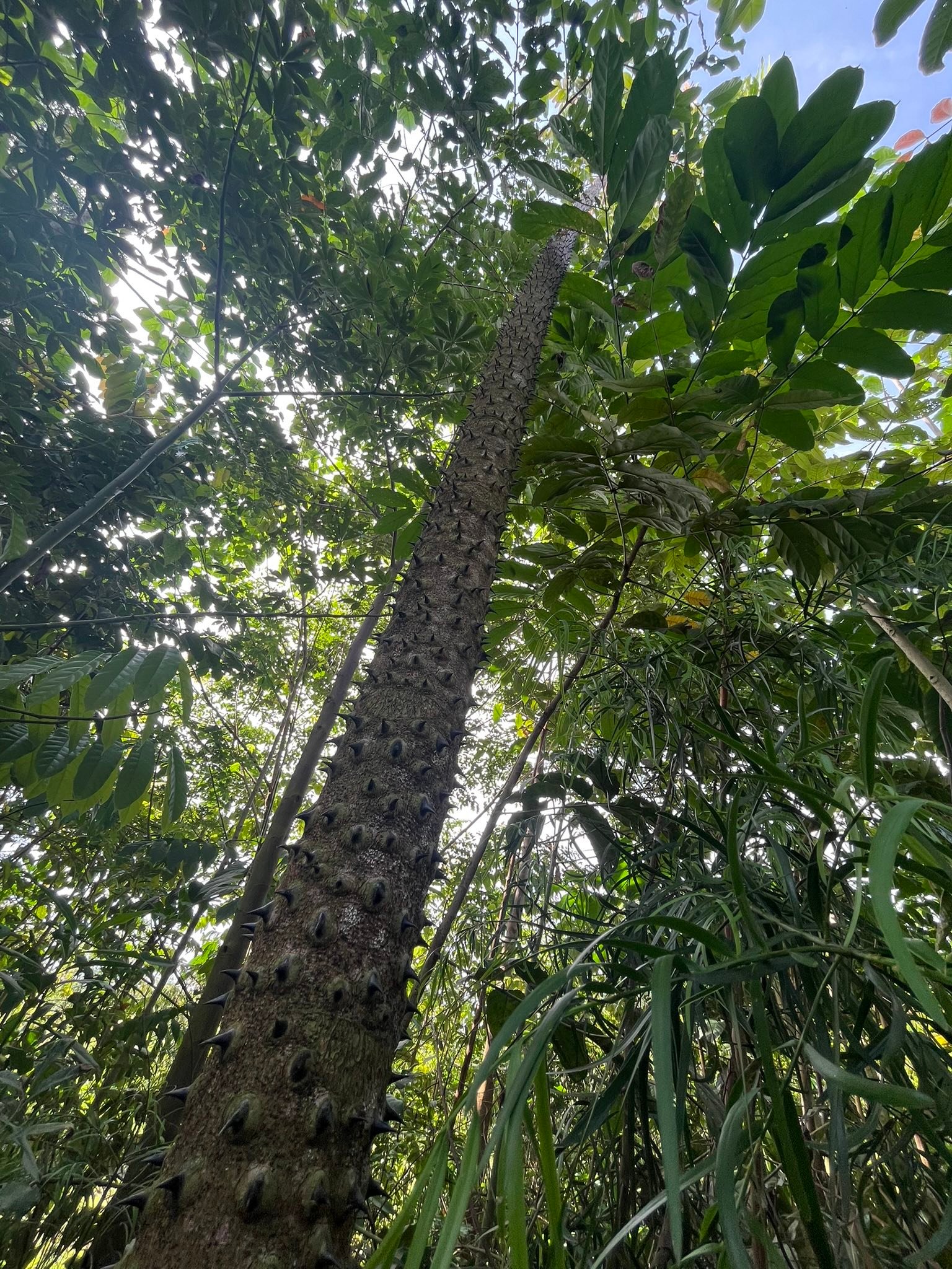 Lukango Tree Conservancy | Buwama