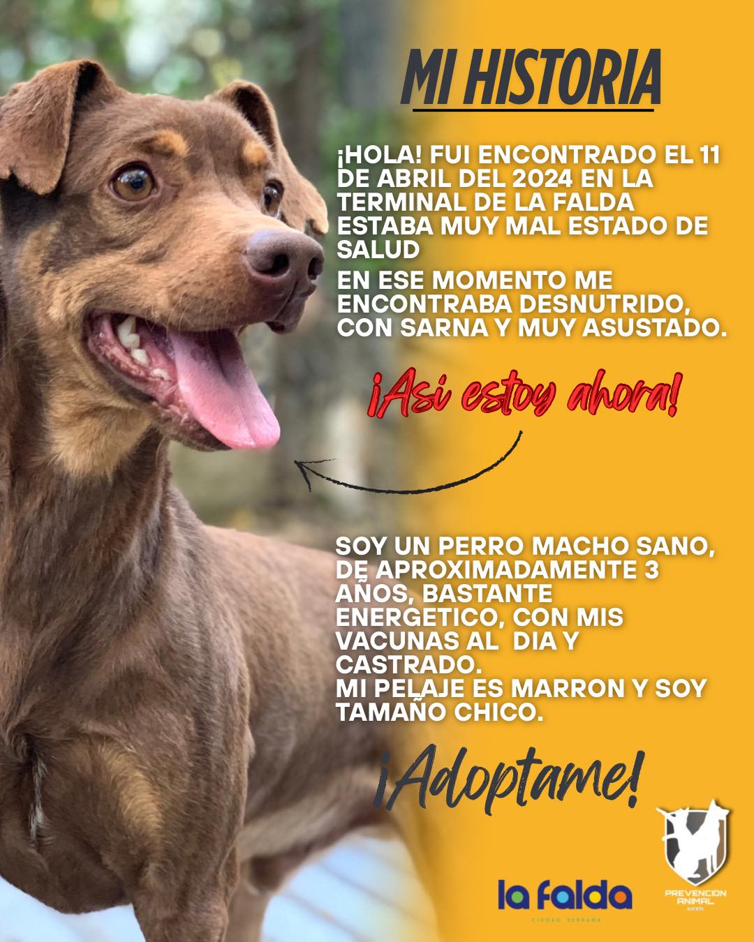 Prevención Animal La Falda... - Prevención Animal La Falda