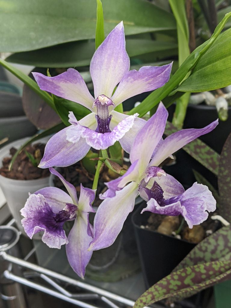 What advice for a Zygonisia Murasakikomachi x Z. Blue Hawaii