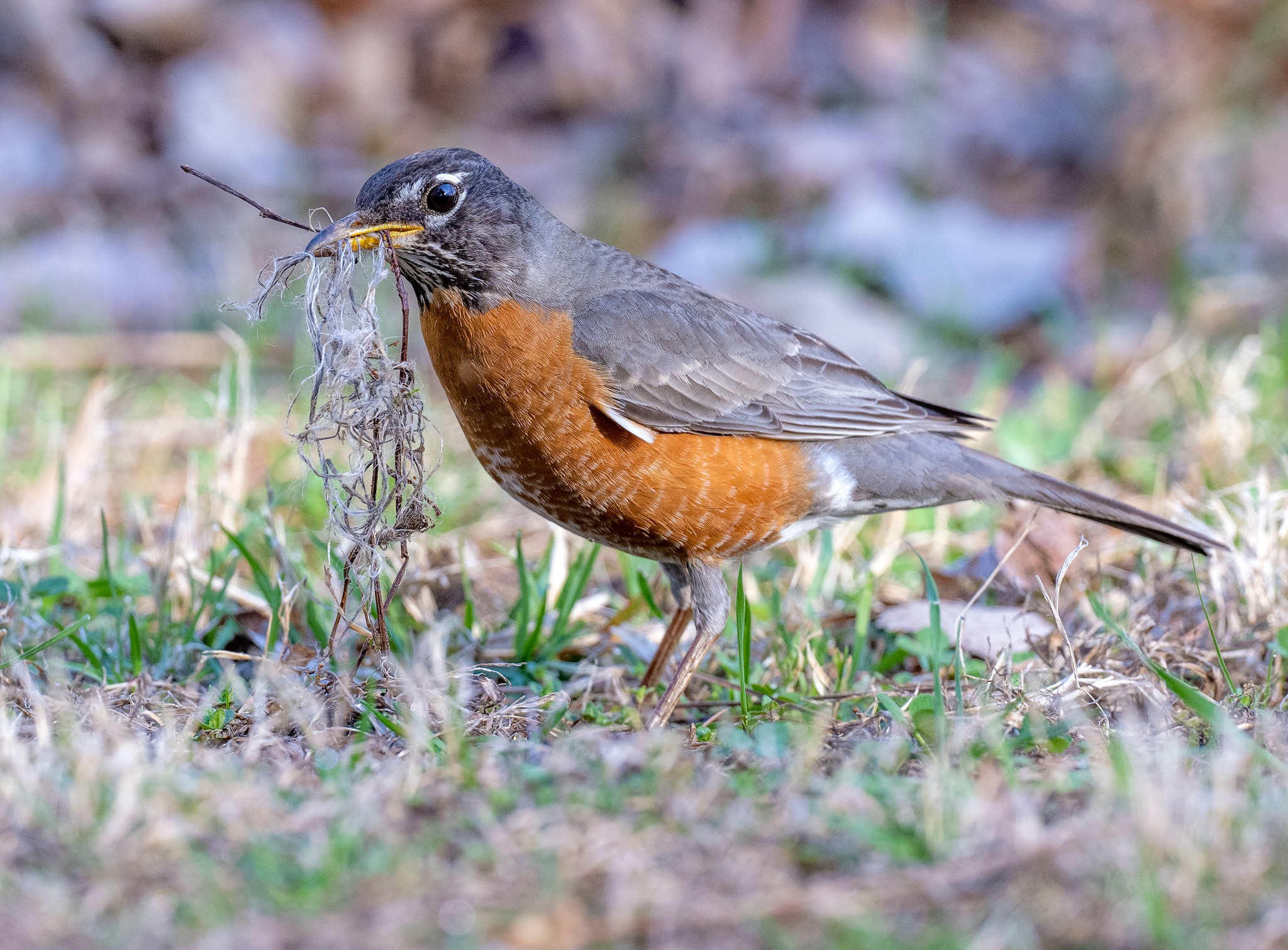 An American Robin gathering... - Jocelyn Anderson Photography | Facebook