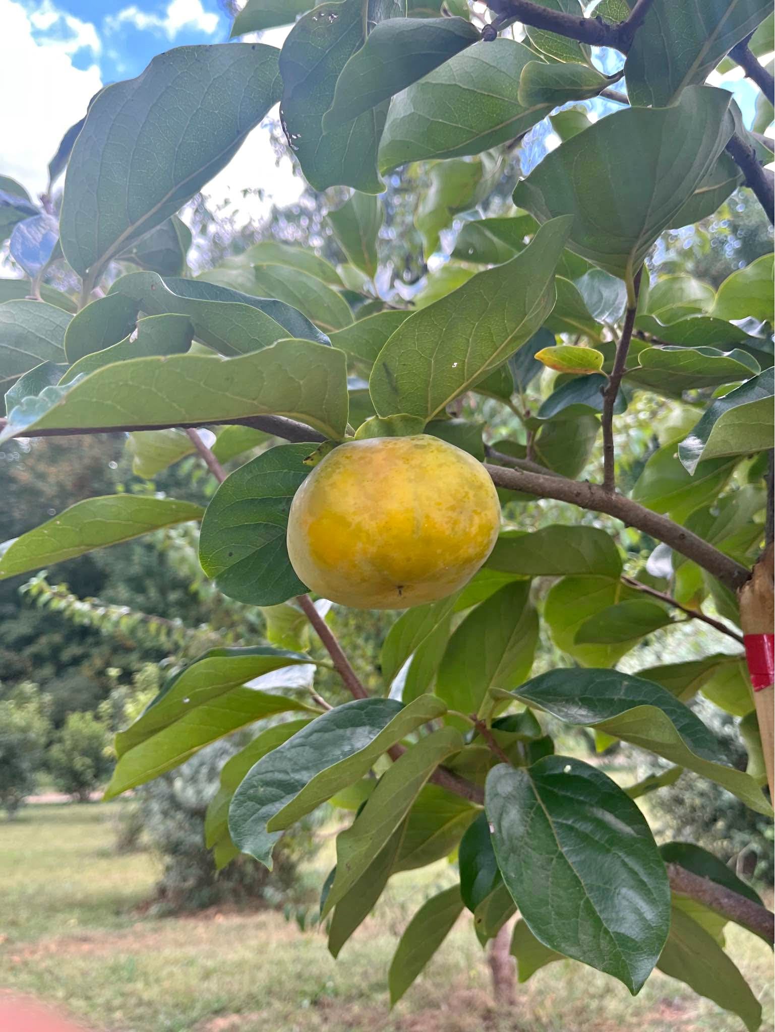 Fuyu persimmon tree 2-3 feet tall $40 each visit 1801 yorkmont road ...