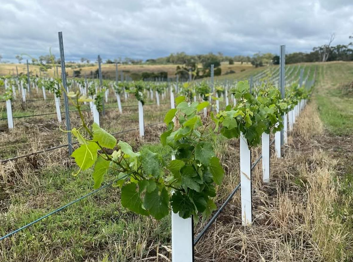 Merth Vineyard