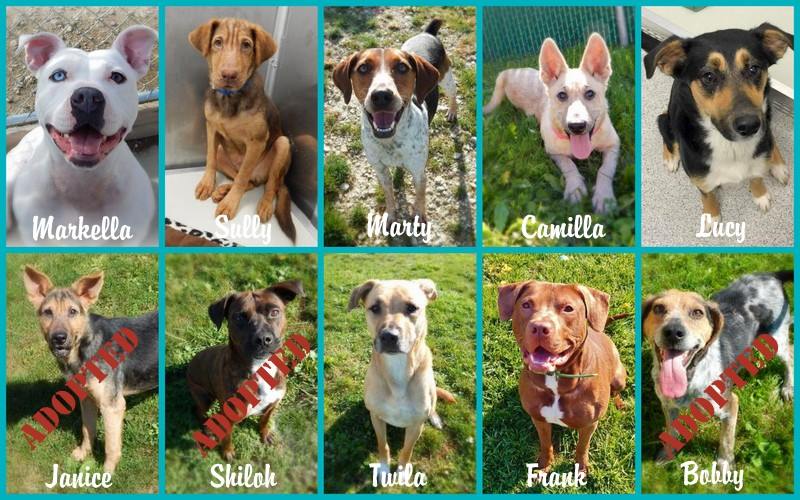 Animal - 10 new dogs entered the Caring Companions Prison Training ...