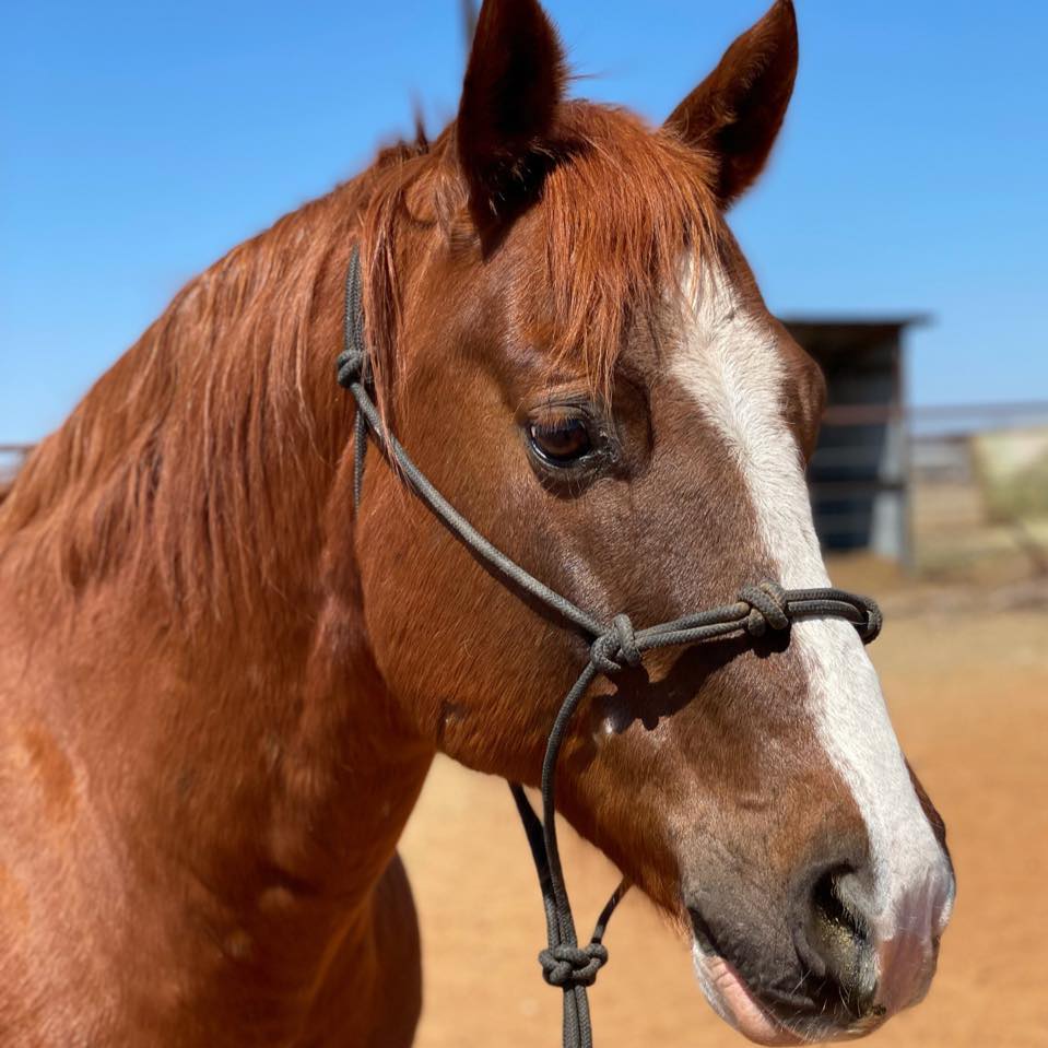 Twisted M Performance Horses | Stephenville TX