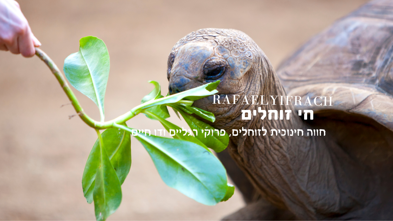 טרנטולה פיט- עכבישי ענק - C. bechuanicus בבון מעוקלת קרן טרנטולה קרקעית ...