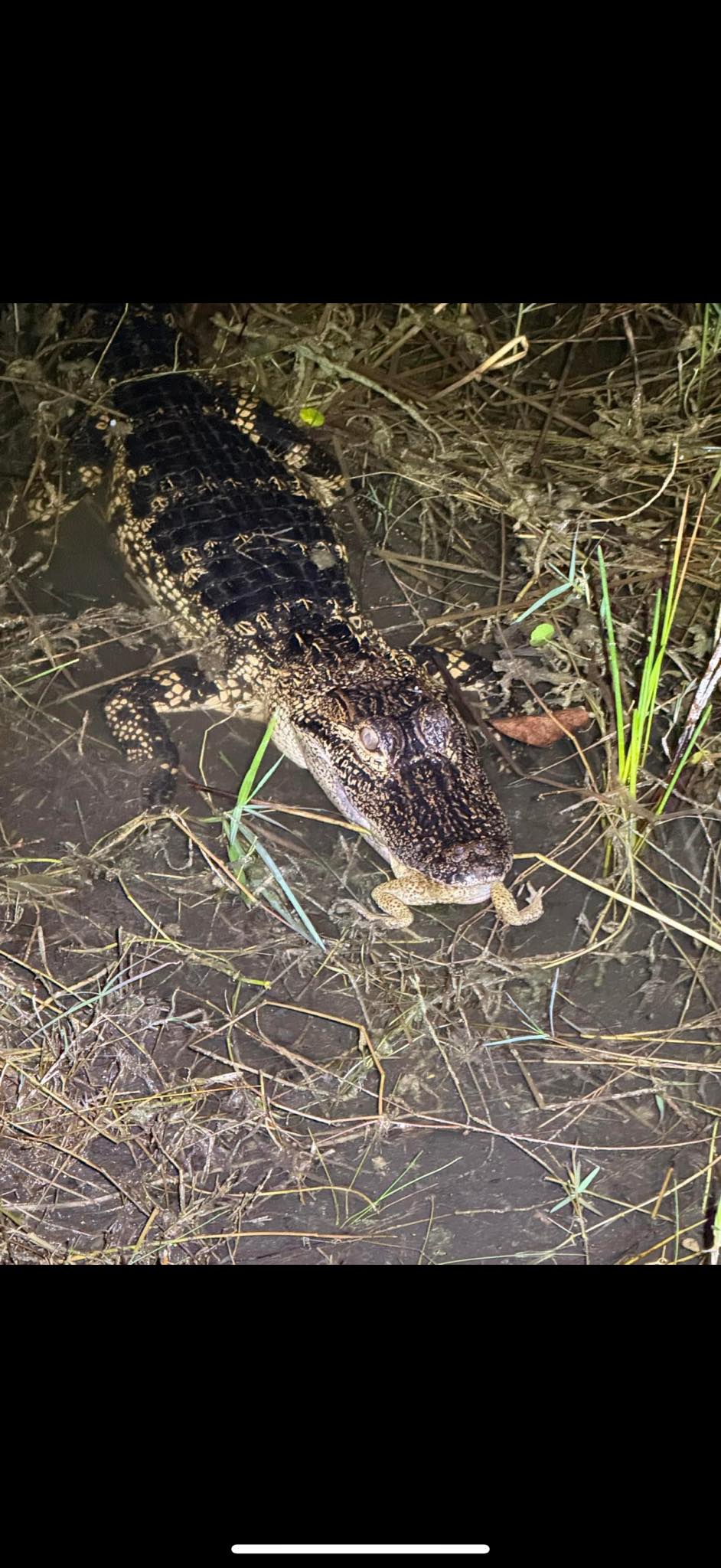 Cane Toad Collection