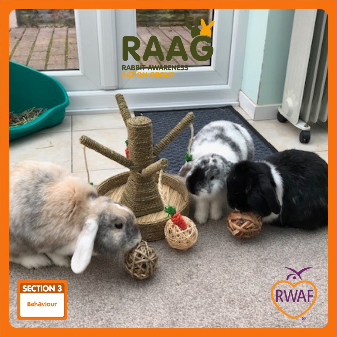 Rabbit Awareness Week - 💚 RWAF TAKEOVER 💚 Rabbit Welfare Requirement 3 ...